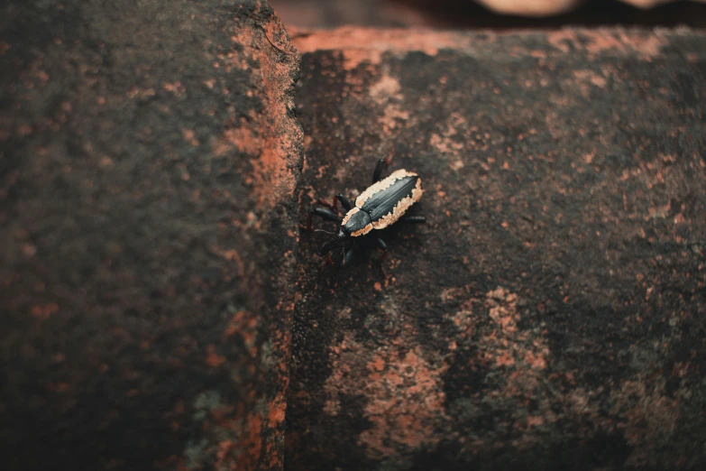 a bug that is sitting on a rock, unsplash, auto-destructive art, black and terracotta, background image, ((rust)), instagram picture