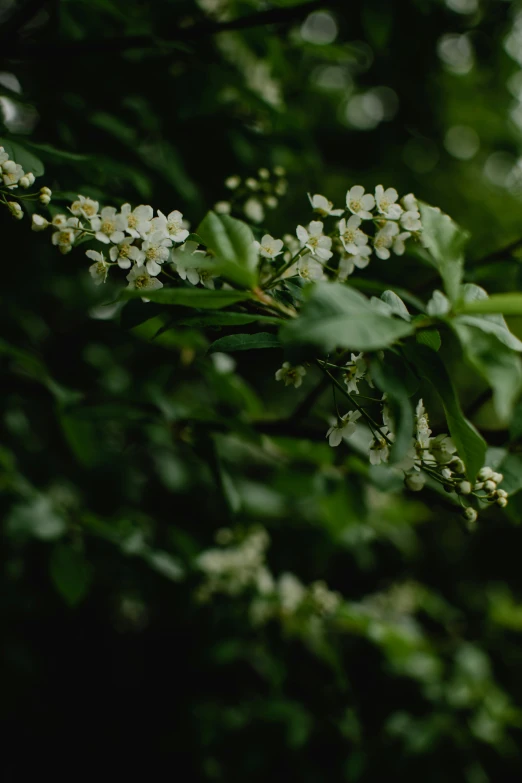 a bunch of white flowers that are on a tree, inspired by Elsa Bleda, unsplash, nothofagus, rain lit, lush green, grainy