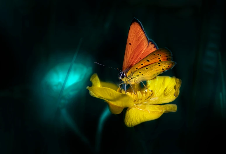 a butterfly sitting on top of a yellow flower, a macro photograph, by irakli nadar, art photography, glowing fireflies, orange teal lighting, scarlet emerald, paul barson