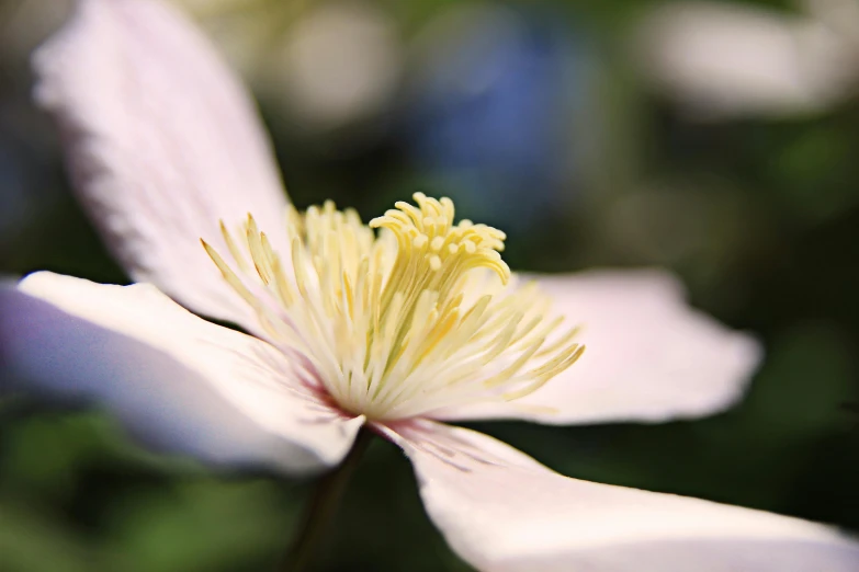 a close up of a flower with a blurry background, inspired by Frederick Goodall, unsplash, arabesque, clematis theme banner, extremely pale, paul barson, botanic garden