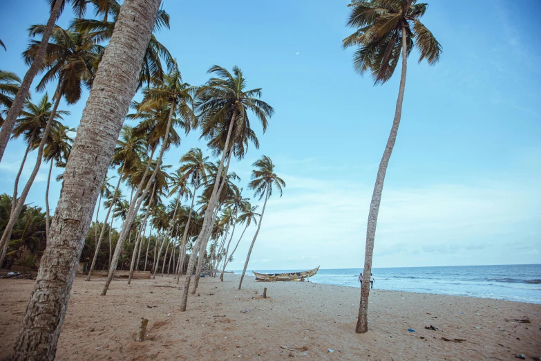 a beach filled with lots of palm trees next to the ocean, by Rachel Reckitt, pexels contest winner, mami wata, thomas kinade, a wooden, plain