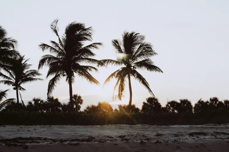 a couple of palm trees sitting on top of a sandy beach, unsplash contest winner, evening sun, profile image, miami, instagram photo