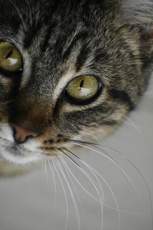 a close up of a cat with green eyes, facing the camera