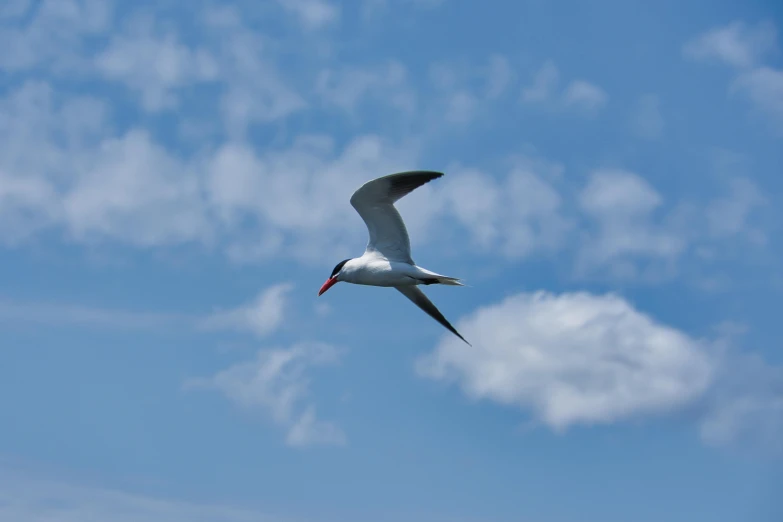 a bird that is flying in the sky, pexels contest winner, graceful curves, low iso, big island, low quality photo