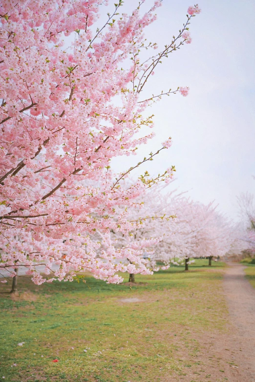 a couple of trees that are in the grass, a picture, unsplash, sōsaku hanga, sakura season, color film photography, 2 5 6 x 2 5 6 pixels, rhode island