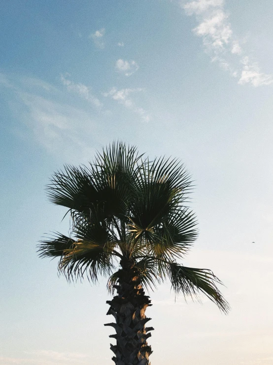 a palm tree sitting on top of a sandy beach, a picture, unsplash, an olive skinned, view from below, profile image, overlooking