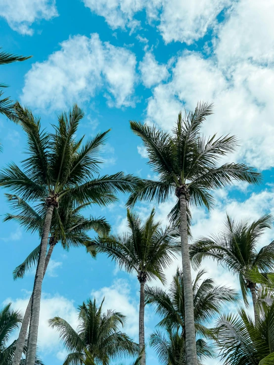 a group of palm trees against a blue sky, by Robbie Trevino, pexels contest winner, mar-a-lago, background image, multiple stories, conde nast traveler photo