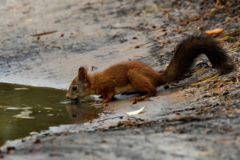 a squirrel drinking water from a puddle of water, by Sven Erixson, pexels contest winner, red water, well preserved, sport, brown