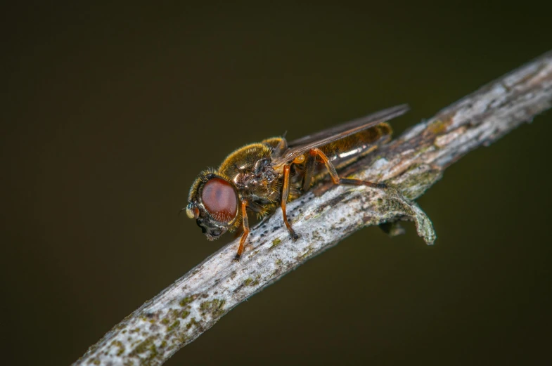 a close up of a fly on a twig, by Robert Brackman, pexels contest winner, hurufiyya, sitting on a log, avatar image, brown, 1 male