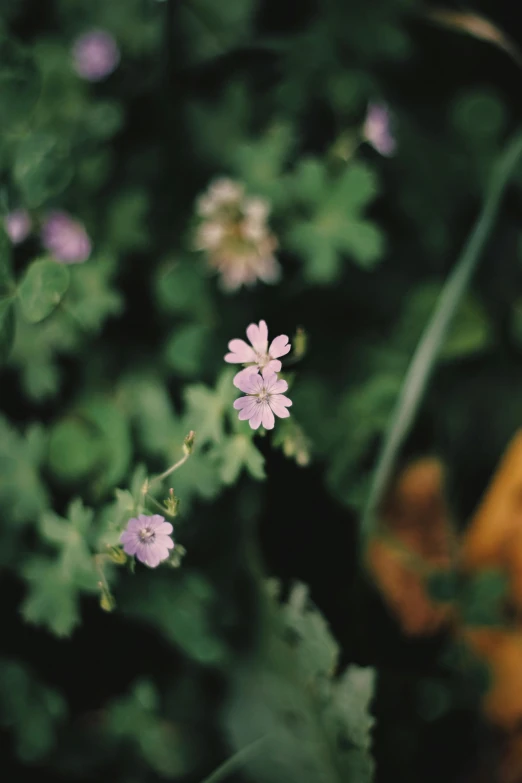 a yellow fire hydrant sitting on top of a lush green field, inspired by Elsa Bleda, unsplash, her face is a mauve flower, pale muted pastel moody colors, patchy flowers, a high angle shot