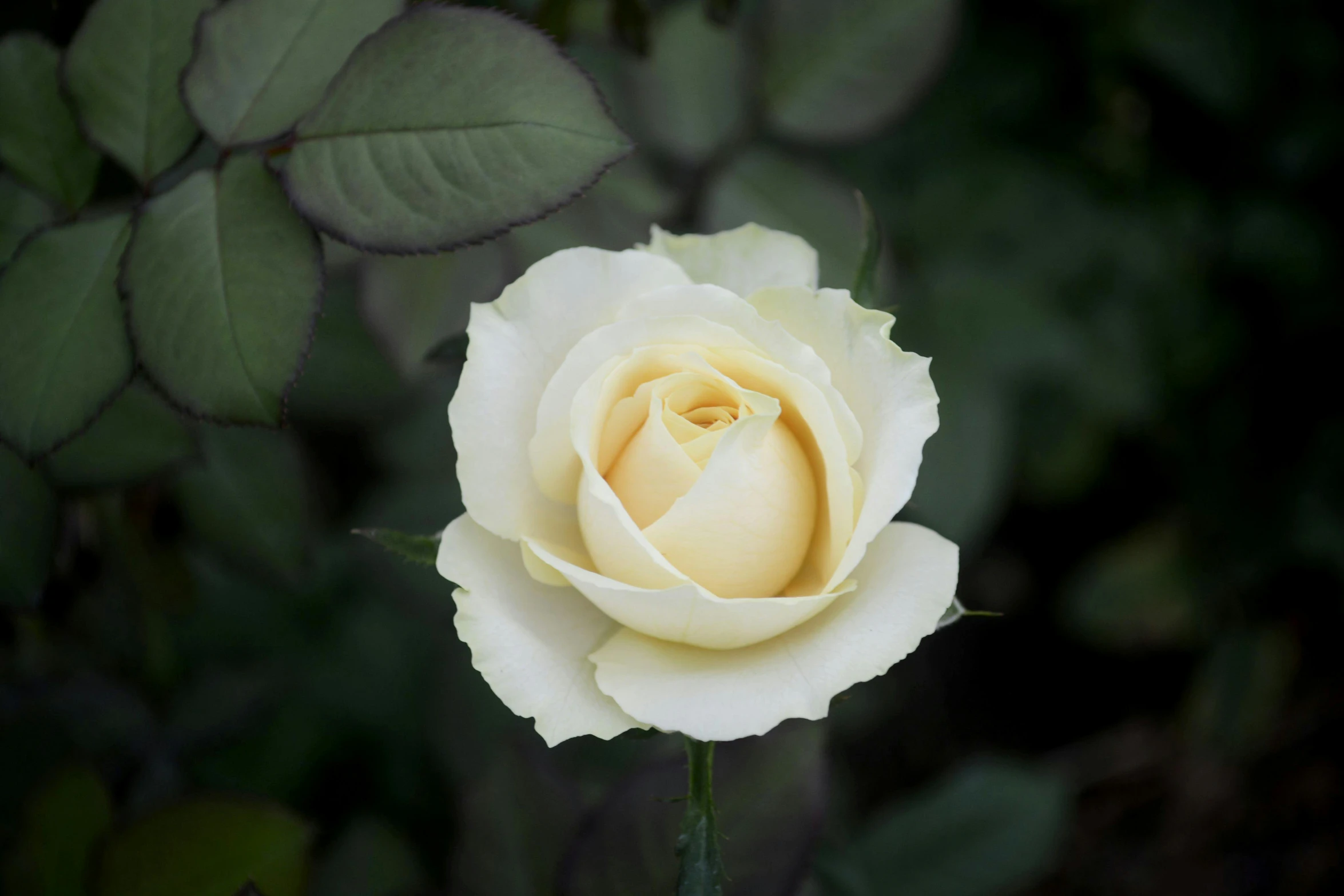 a white rose with green leaves in the background, unsplash, paul barson, yellow, slide show, no cropping