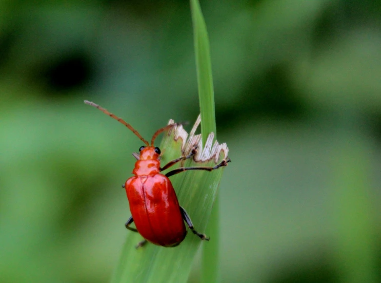 a red bug sitting on top of a green leaf, in a grass field