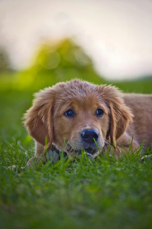 a brown dog laying on top of a lush green field, puppy, shiny golden, fluffy face, uncropped