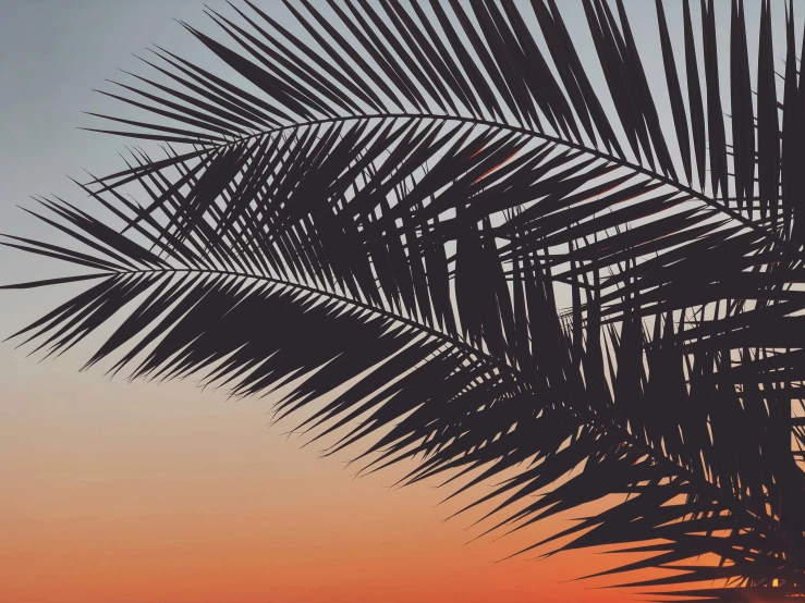 a palm tree is silhouetted against a sunset sky, vector art, by Carey Morris, unsplash, baroque, matte print, low detail, medium-format print, medium - format print