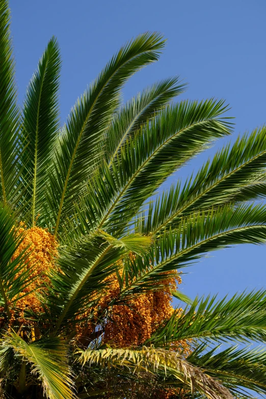 a palm tree with a bunch of fruit on it, marbella, up-close, green and gold, taken in the late 2010s