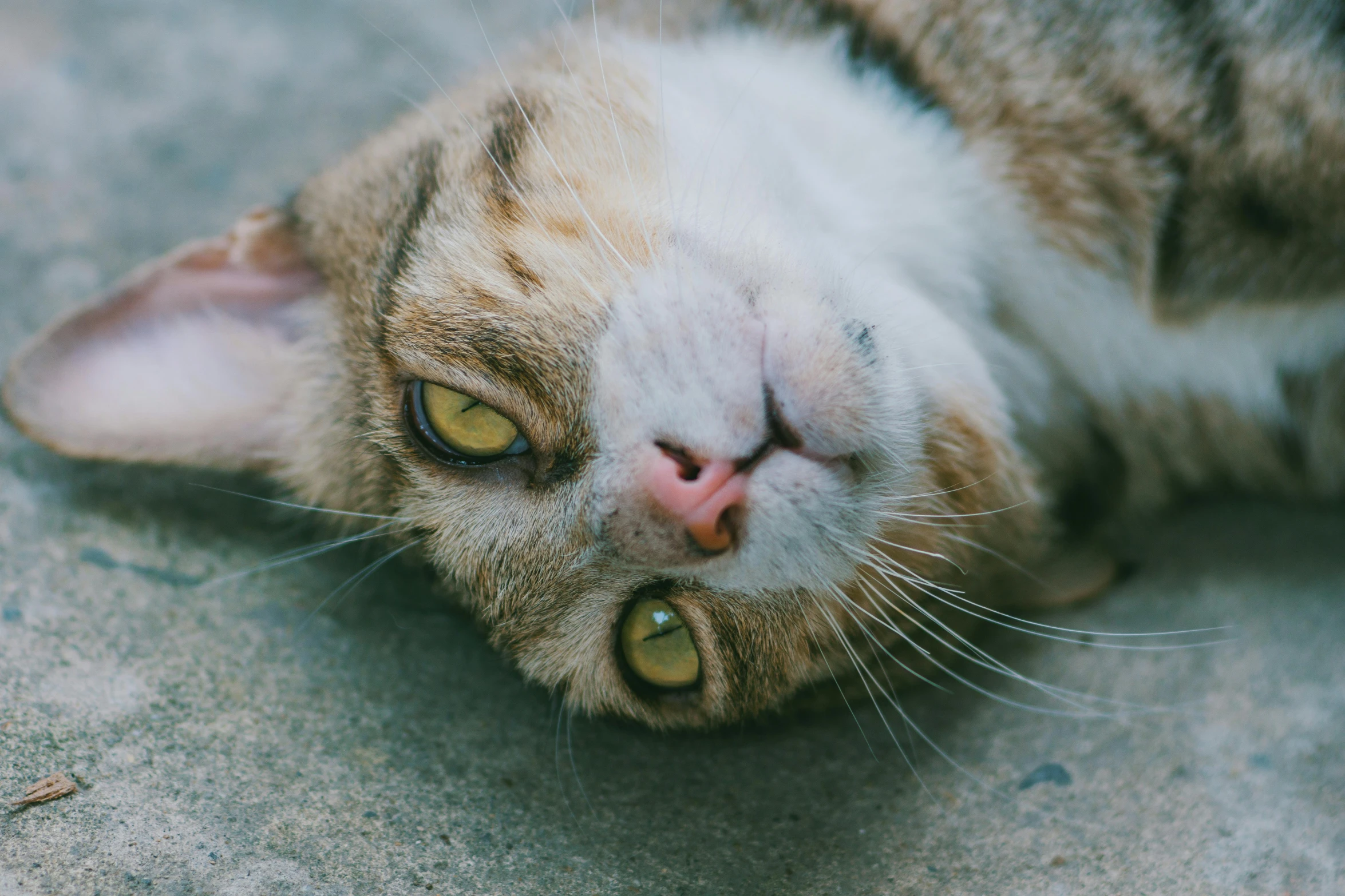 a close up of a cat laying on the ground, unsplash, square nose, gif, realistic photo