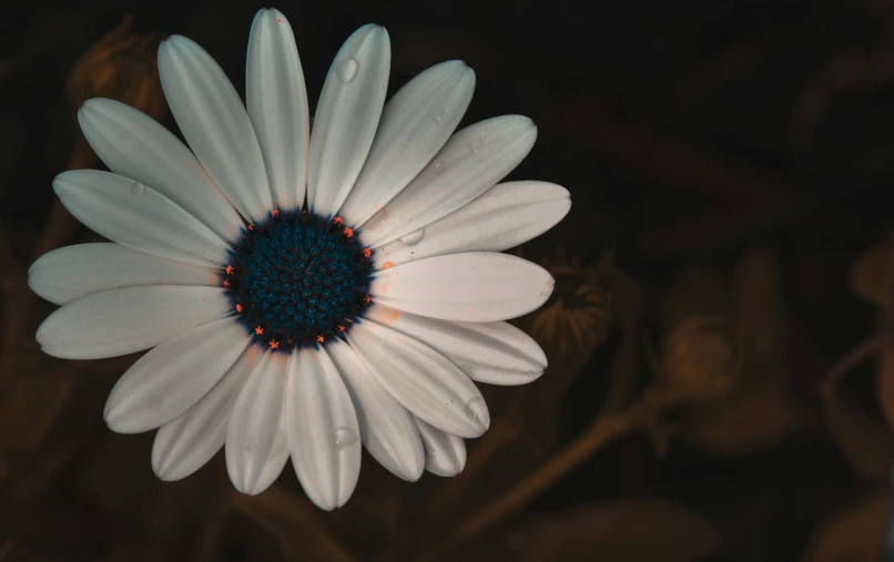 a close up of a white flower with a blue center, inspired by Elsa Bleda, pexels contest winner, night mood, chamomile, unsplash 4k, still life photography