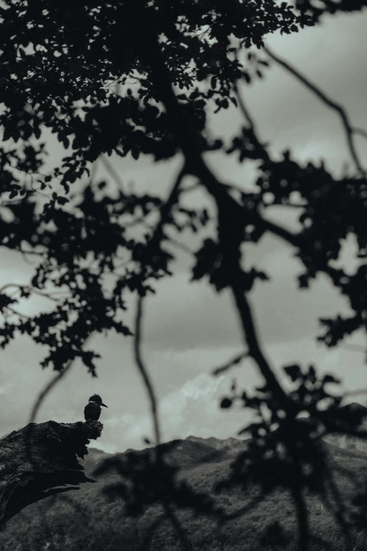 a black and white photo of a person sitting on a rock, inspired by Max Dupain, unsplash contest winner, baroque, crows on the oak tree, seen from a distance, late summer evening, perched in a tree