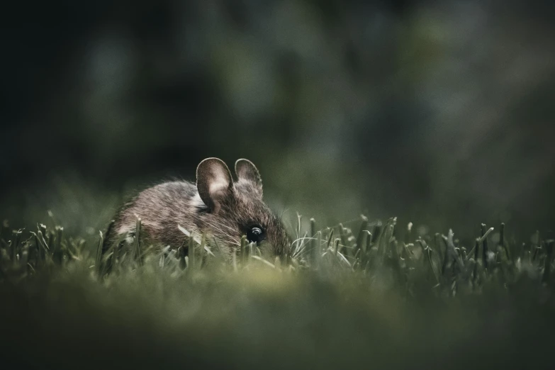 a mouse sitting on top of a lush green field, by Adam Marczyński, unsplash contest winner, photorealism, on a gray background, hiding in grass, hunting, with laser-like focus