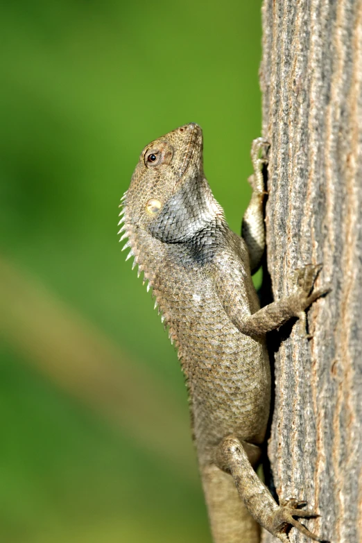 a lizard is climbing up the side of a tree, trending on pexels, renaissance, large horned tail, panels, australian, indoor picture