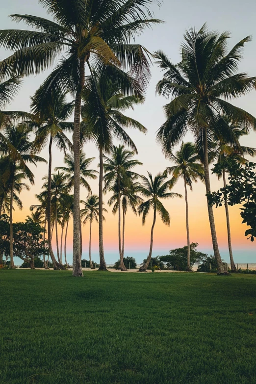 a group of palm trees sitting on top of a lush green field, on the beach at sunset, views to the ocean, lawns, great barrier reef