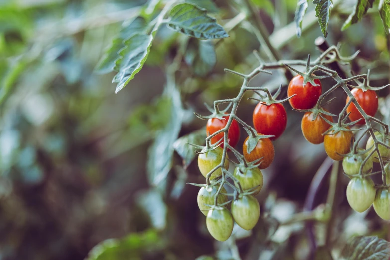 a close up of a bunch of tomatoes on a plant, a picture, inspired by Elsa Bleda, unsplash, retro colour, fruit trees, “berries, a green