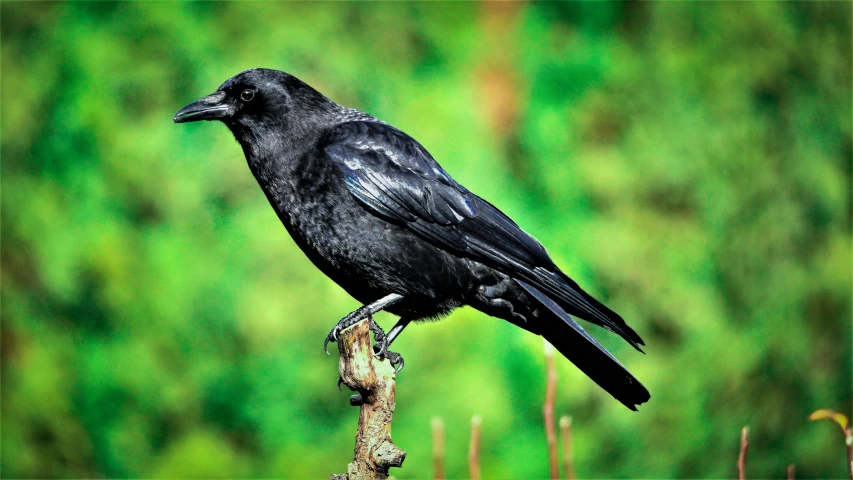 a black bird sitting on top of a tree branch, inspired by Gonzalo Endara Crow, pexels contest winner, hurufiyya, avatar image, no cropping, a medieval, rounded beak