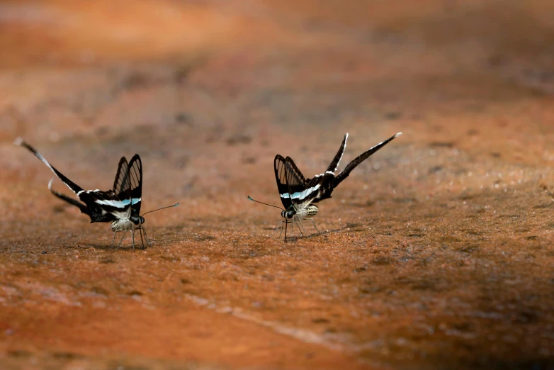 two butterflies standing next to each other on a dirt ground, pexels contest winner, hurufiyya, water sprites, madagascar, drinking, large antennae