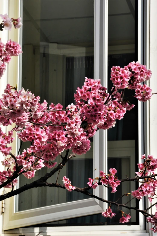 a tree with pink flowers in front of a window, cherry explosion, hotel room, zoomed in, on a balcony