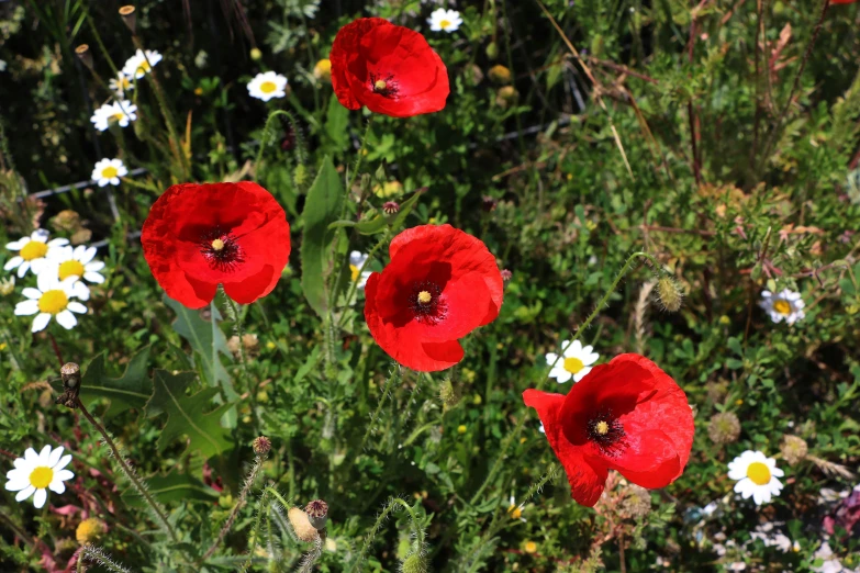 a group of red poppies sitting on top of a lush green field, a portrait, pexels, hurufiyya, traditional corsican, daisies and poppies, loosely cropped, their irises are red