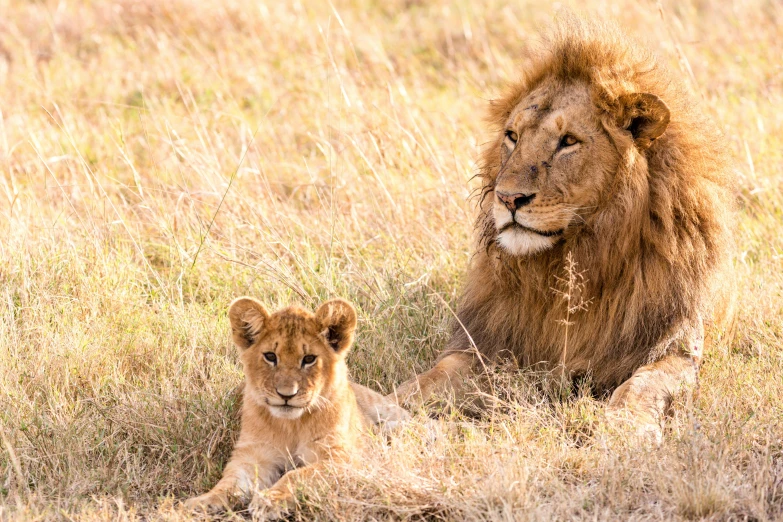 a couple of lions laying on top of a dry grass field, a portrait, by Will Ellis, pexels contest winner, father with child, high quality product image”, upscaled to high resolution, portrait of a handsome