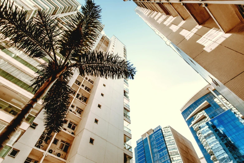 a tall building with a palm tree in front of it, pexels contest winner, highrise buildings, manila, crisp details, apartments