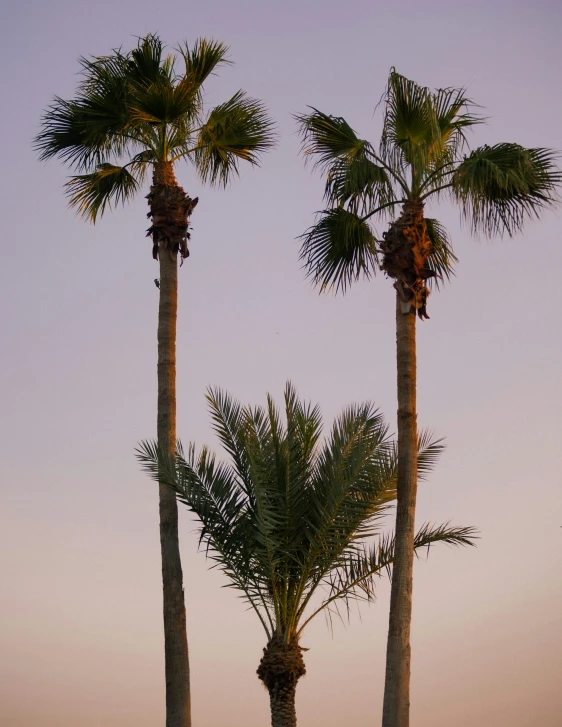 a couple of palm trees sitting next to each other, a screenshot, trending on unsplash, romanticism, low quality photo, late summer evening, tall thin, from egypt