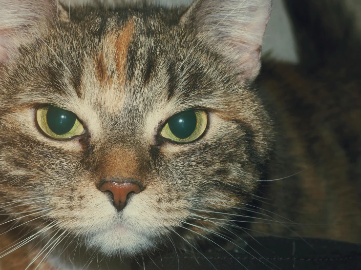 a close up of a cat with green eyes, an album cover, slightly tanned, calico, concerned, coloured photo