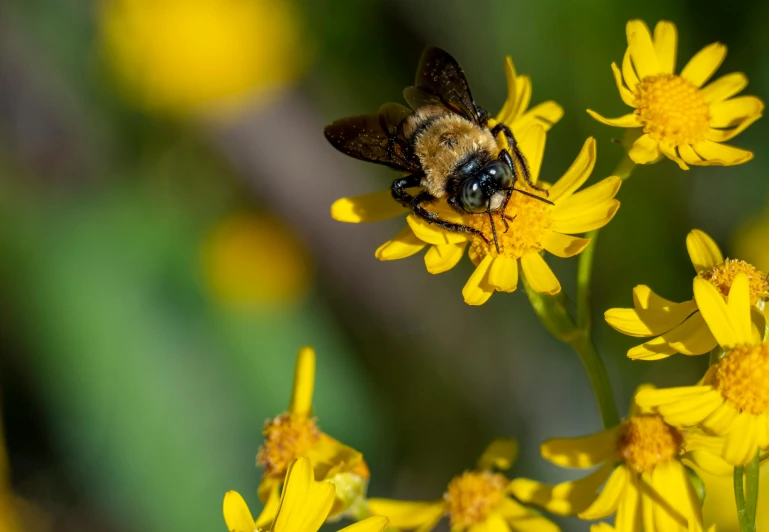 a bee sitting on top of a yellow flower, by Gwen Barnard, pexels contest winner, fan favorite, paul barson, a high angle shot, avatar image