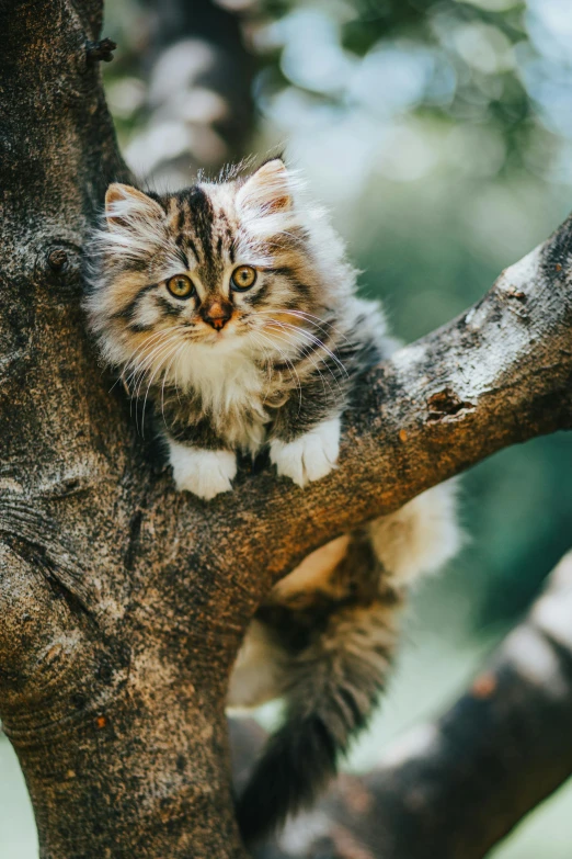 a cat that is sitting in a tree, trending on pexels, renaissance, fluffy mane, high quality photo, covered in, a wooden