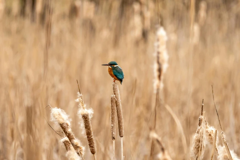 a small bird sitting on top of a tall grass covered field, by Jan Tengnagel, trending on pexels, renaissance, orange and teal, tall grown reed on riverbank, 🦩🪐🐞👩🏻🦳, teals