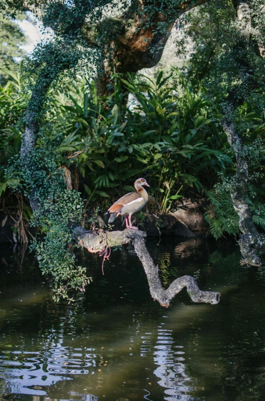 a bird that is sitting on a branch in the water, pandora jungle, animal kingdom, 2019 trending photo, high angle shot