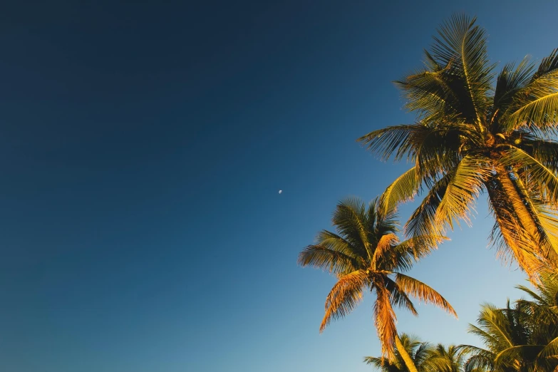 a couple of palm trees sitting on top of a sandy beach, a screenshot, unsplash contest winner, minimalism, blue sky background with moon, puerto rico, golden hour closeup photo, over the tree tops