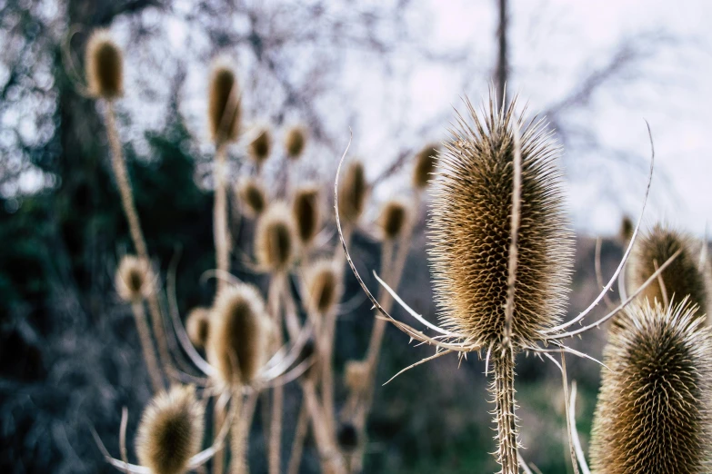 a close up of a bunch of dry plants, an album cover, trending on unsplash, arts and crafts movement, thistles, spines and towers, landscape photo, bushy tail