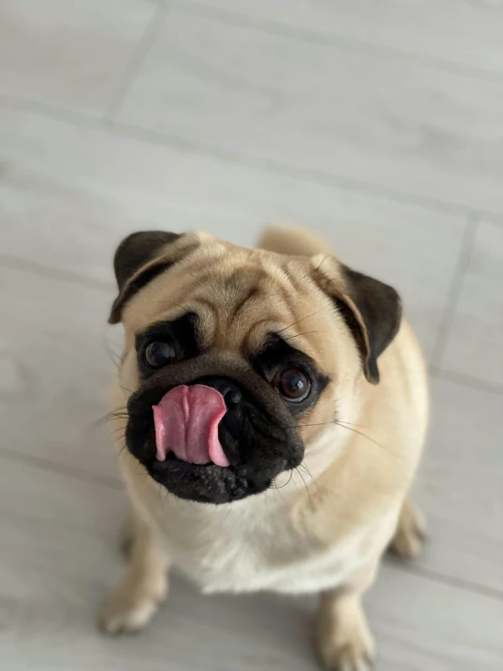 a small dog sitting on top of a wooden floor, with a very large mouth, pug-faced, instagram post, closeup. mouth open