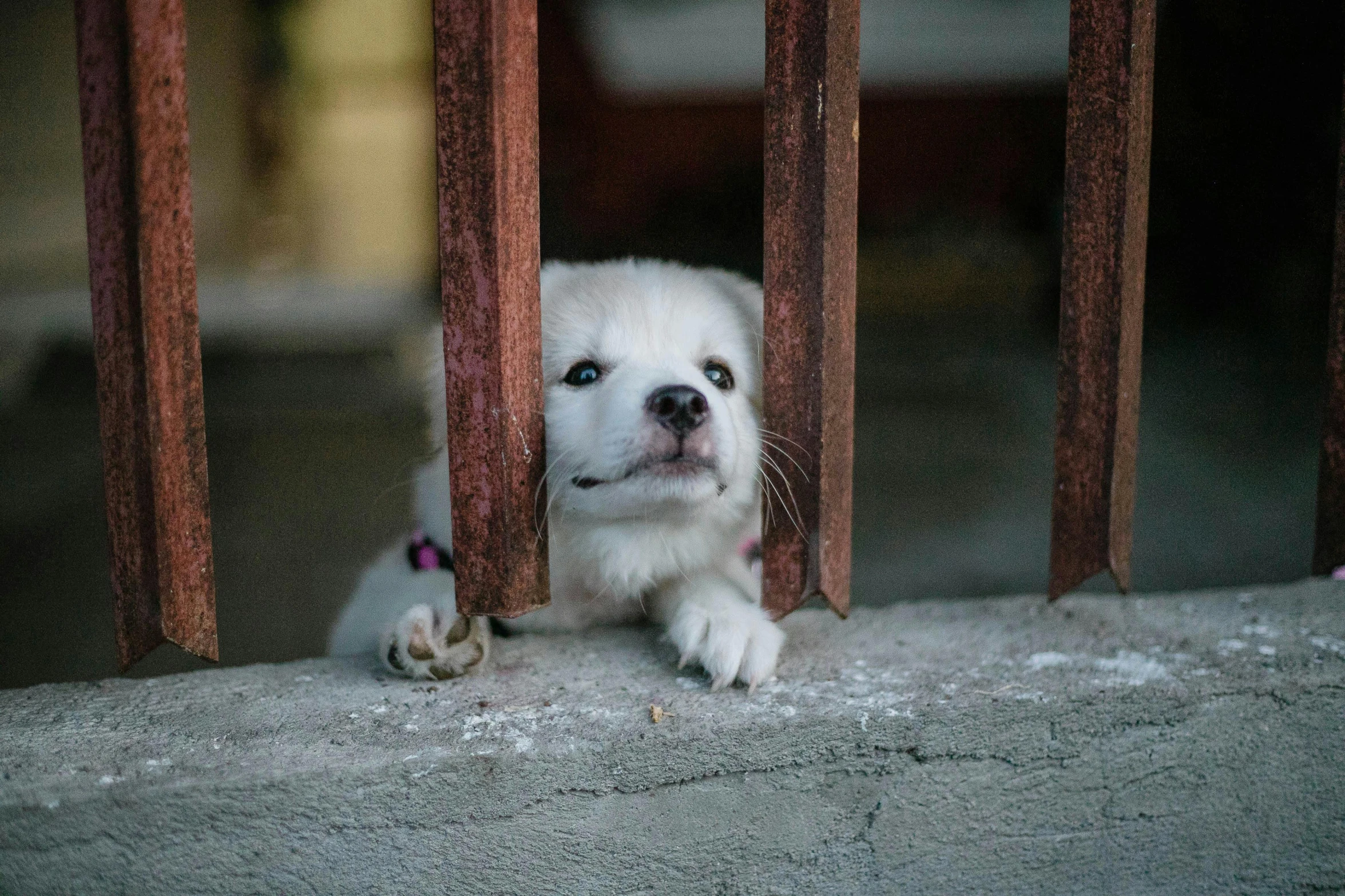 a small white dog sitting on top of a cement wall, by Elsa Bleda, pexels contest winner, behind bars, puppy, almost smiling, romanian