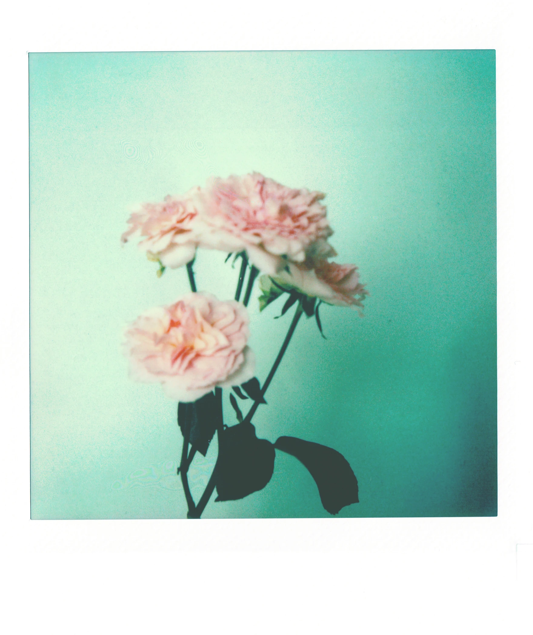 a bunch of pink flowers sitting on top of a table, a polaroid photo, inspired by Elsa Bleda, unsplash, ((greenish blue tones)), unframed, soft vinyl, exploding roses