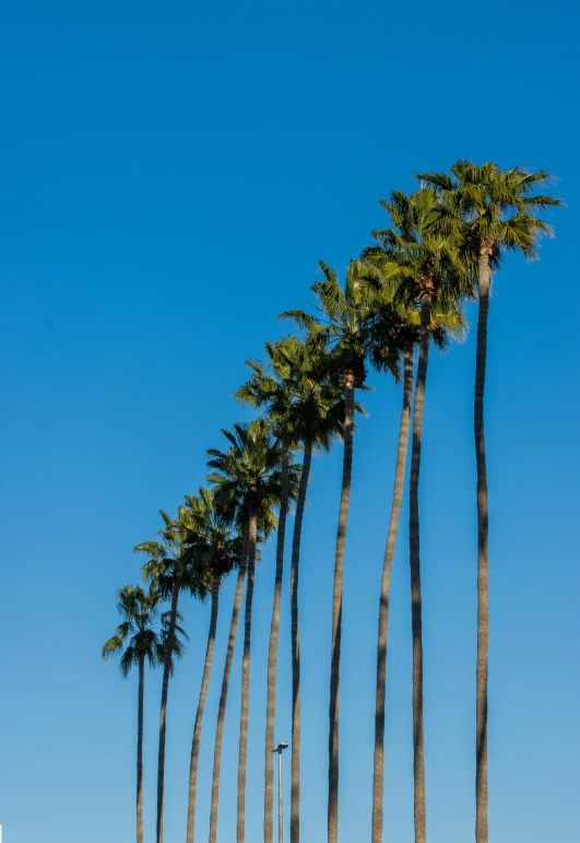 a row of palm trees against a blue sky, a picture, by Dave Melvin, trending on unsplash, fan favorite, tall thin, arcs, los angelos