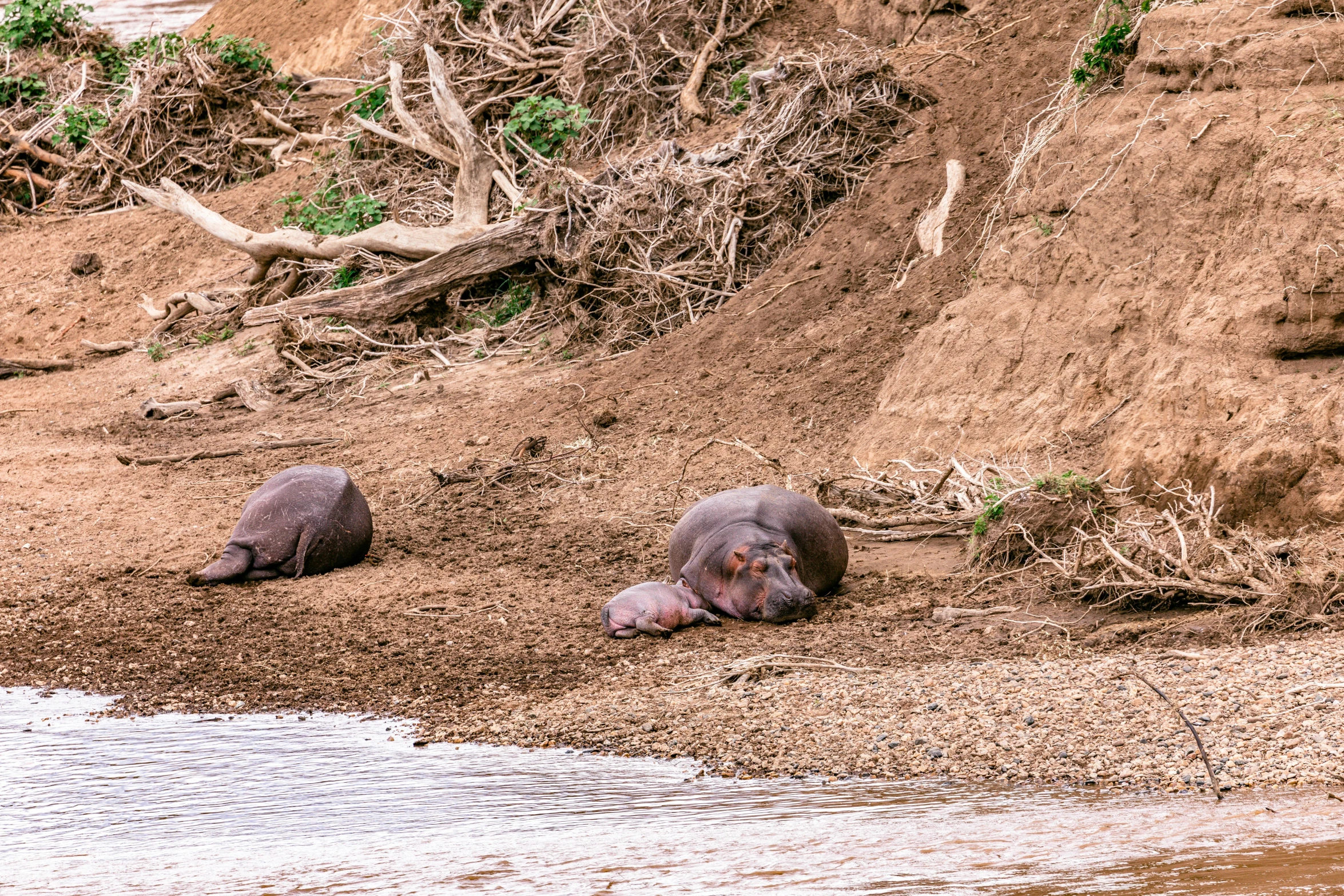 a couple of hippos sitting next to a body of water, a photo, pexels contest winner, hurufiyya, on a riverbank, sleeping, australian, seals