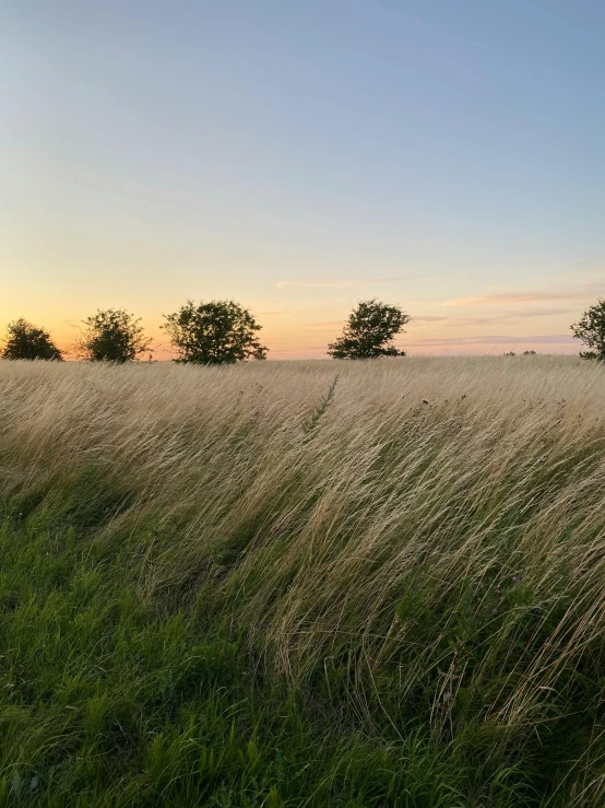 a field of tall grass with trees in the distance, by Jan Tengnagel, unsplash, land art, sunset panorama, # nofilter, background image, low quality photo