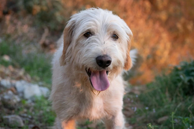 a white dog standing on top of a lush green field, a picture, scruffy brown beard, portrait image, front lit, youtube thumbnail