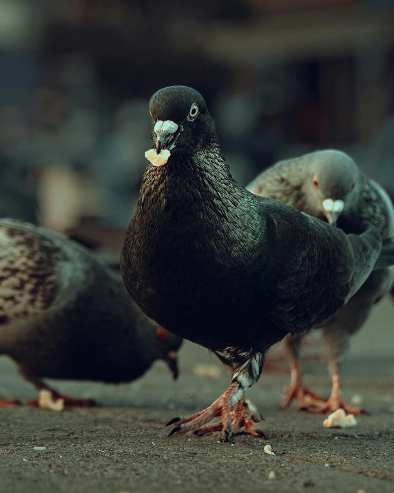 a group of pigeons standing next to each other, pexels contest winner, photorealism, hot food, black, lgbtq, hungry