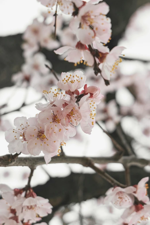 a bird sitting on top of a branch of a tree, trending on unsplash, almond blossom, paul barson, white and pink, maroon