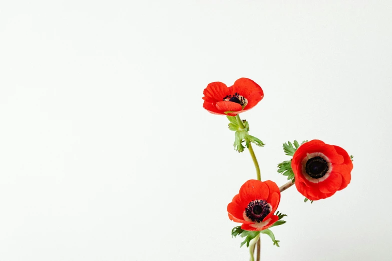 a vase with three red flowers in it, trending on unsplash, anemone, set against a white background, background image, minimalist wallpaper